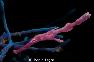 robust ghost pipe fish by Paolo Isgro 